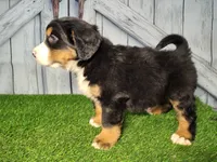 Onyx, a male Bernese Mountain Dog for sale in Fort Wayne, IN – Photo 3 of 4