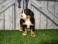 Onyx, a male Bernese Mountain Dog for sale in Fort Wayne, IN – Photo 4 of 4