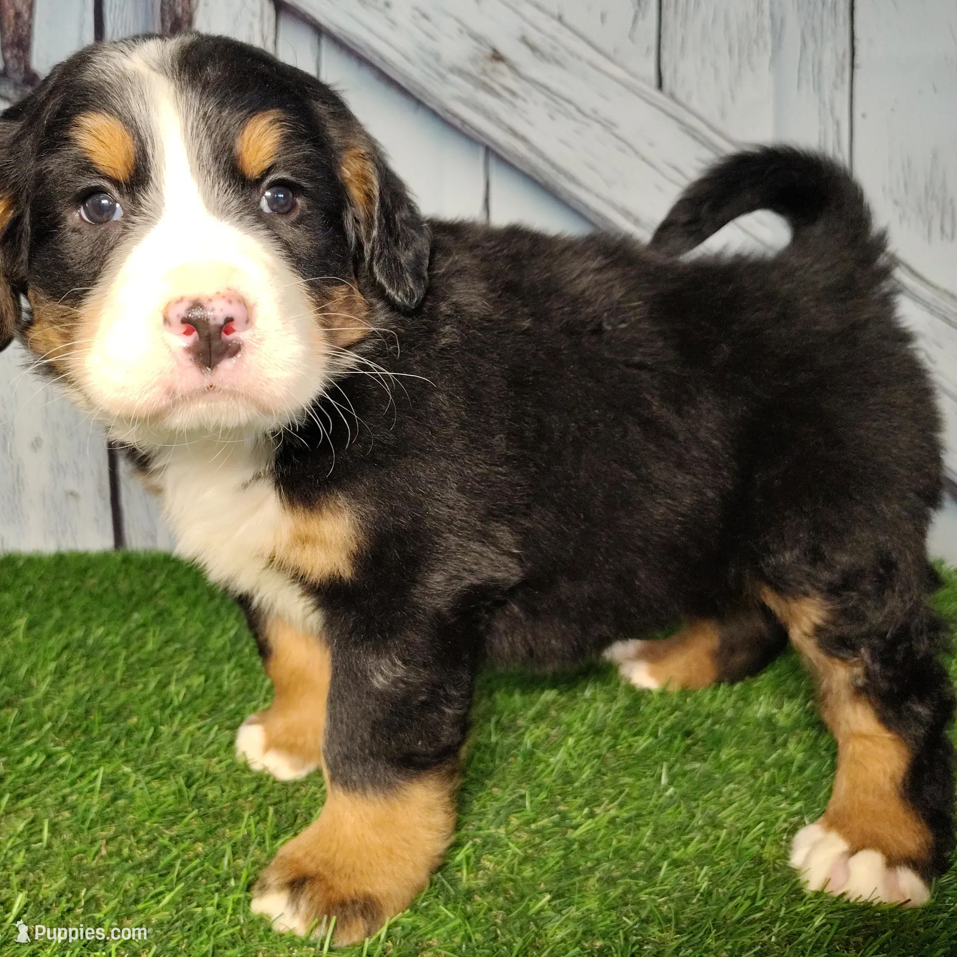 Onyx, a male Bernese Mountain Dog for sale in Fort Wayne, IN – Photo 2 of 4