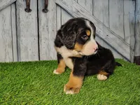Onyx, a male Bernese Mountain Dog for sale in Fort Wayne, IN – Photo 1 of 4