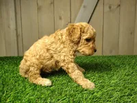 Lucas, a male Poodle - Miniature  for sale in Fort Wayne, IN – 3 of 4