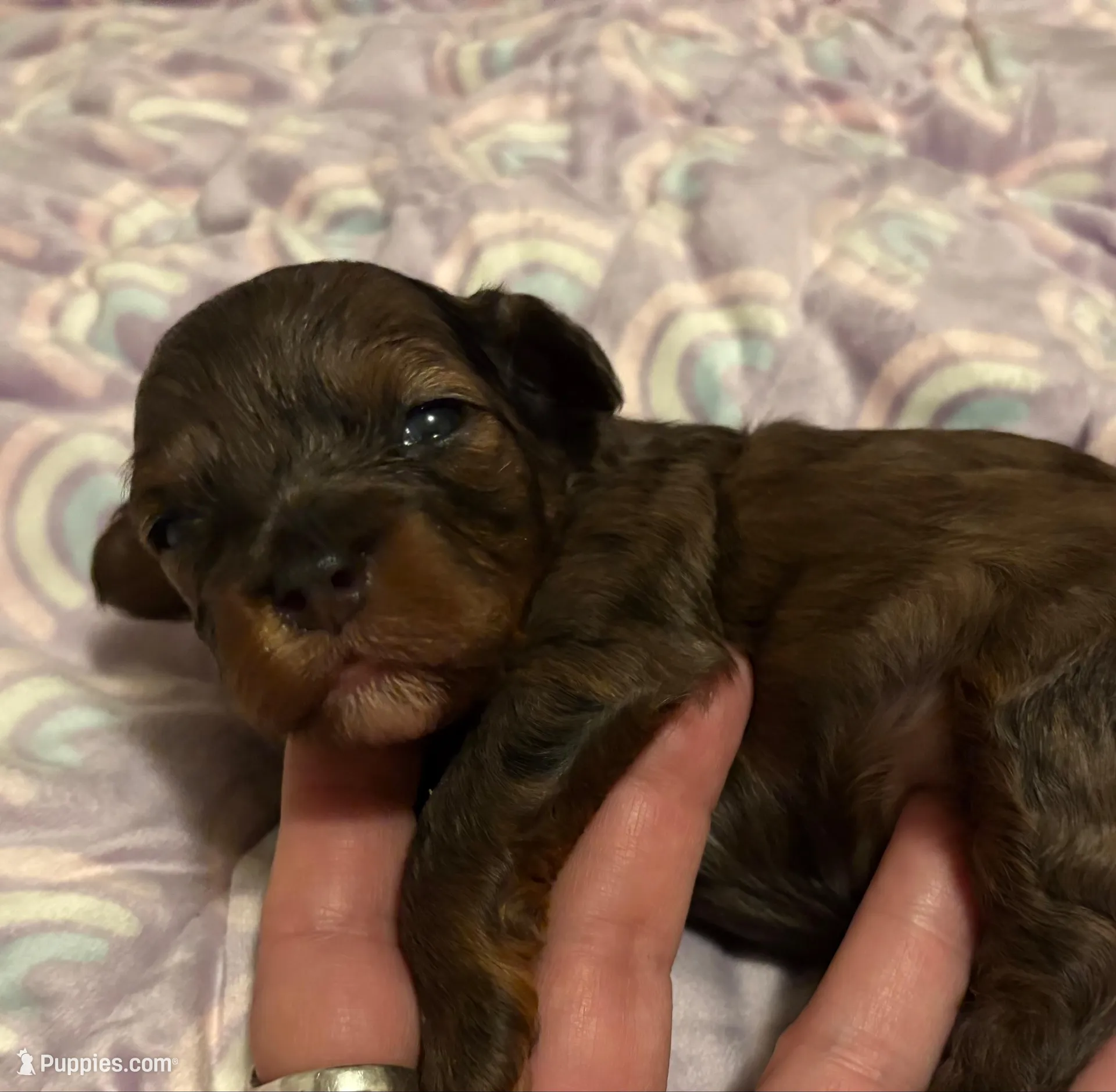 Star – Maltipoo puppy for sale in Fort Worth, TX