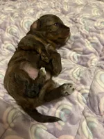 Star, a male Maltipoo for sale in Fort Worth, TX – Photo 2 of 2