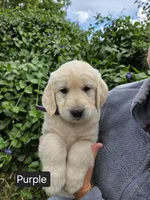 Purple female, a female Golden Retriever for sale in Talent, OR – 2 of 3