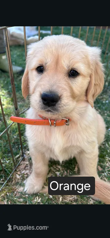 Orange female – Golden Retriever puppy for sale in Talent, OR