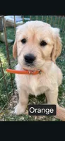 Orange female, a female Golden Retriever for sale in Talent, OR – 1 of 1