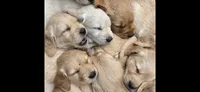 Puppy , a female Golden Retriever for sale in Talent, OR – 2 of 10