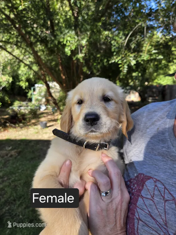 Black – Golden Retriever puppy for sale in Talent, OR