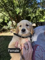 Black, a female Golden Retriever for sale in Talent, OR – 1 of 2