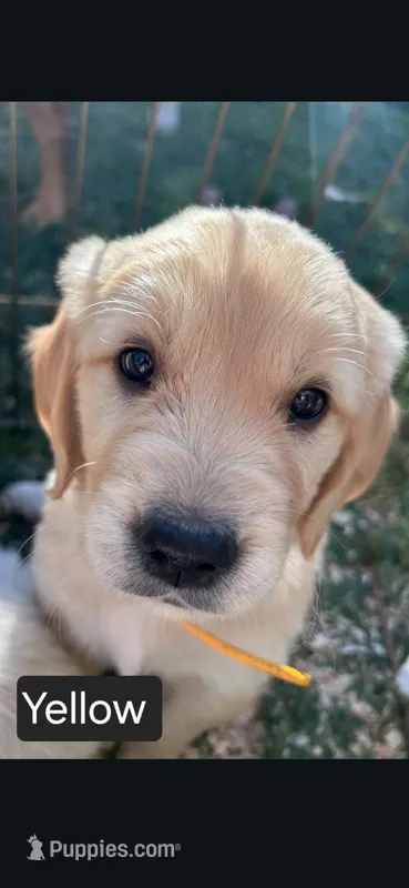 Black male – Golden Retriever puppy for sale in Talent, OR