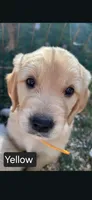 Black male, a male Golden Retriever for sale in Talent, OR – 1 of 1