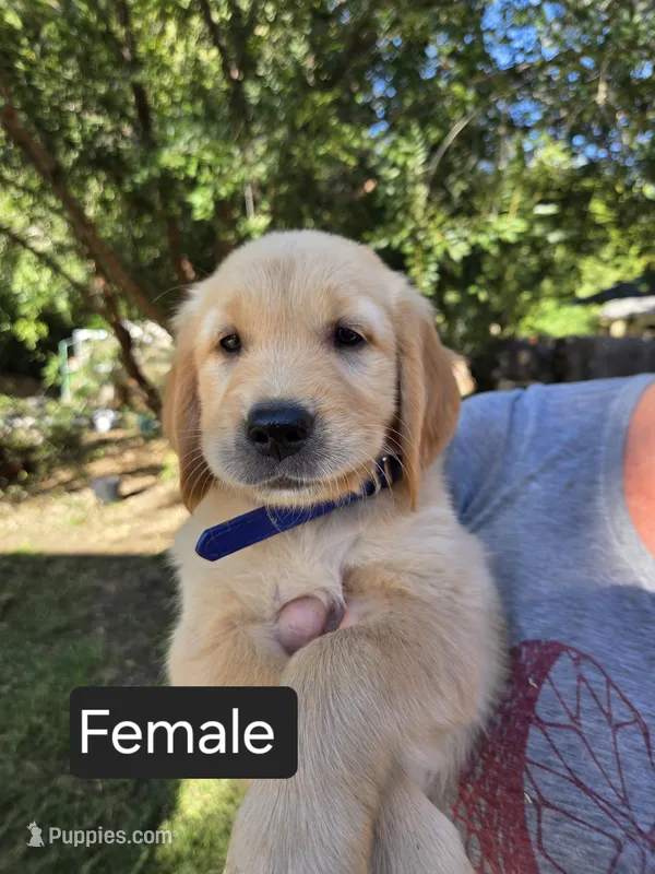 Dark Blue – Golden Retriever puppy for sale in Talent, OR