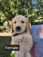 Dark Blue, a female Golden Retriever for sale in Talent, OR – 1 of 1