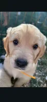 Puppy , a female Golden Retriever for sale in Talent, OR – 5 of 10