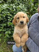 White female, a female Golden Retriever for sale in Talent, OR – 2 of 2