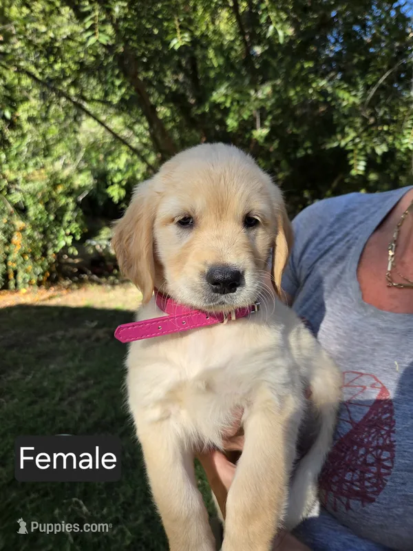 Magenta – Golden Retriever puppy for sale in Talent, OR