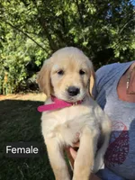 Magenta, a female Golden Retriever for sale in Talent, OR – 1 of 1