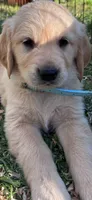 Light Blue, a female Golden Retriever for sale in Talent, OR – 2 of 2