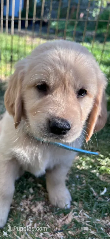 Light Blue – Golden Retriever puppy for sale in Talent, OR