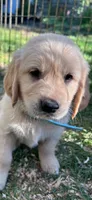 Light Blue, a female Golden Retriever for sale in Talent, OR – 1 of 2