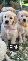 Pink female, a female Golden Retriever for sale in Talent, OR – 1 of 1