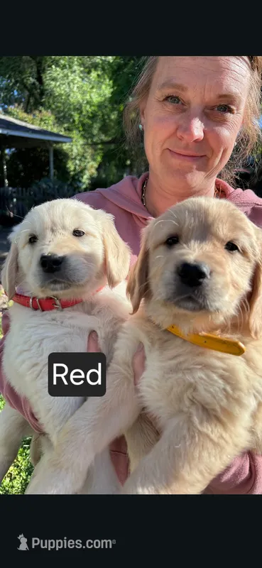Red female – Golden Retriever puppy for sale in Talent, OR