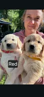 Red female, a female Golden Retriever for sale in Talent, OR – 1 of 1