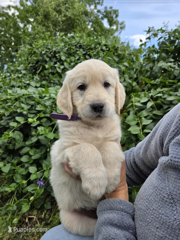 Puppy  – Golden Retriever puppy for sale in Talent, OR