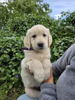 Puppy , a female Golden Retriever for sale in Talent, OR – 1 of 10