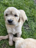 Puppy , a female Golden Retriever for sale in Talent, OR – 8 of 10