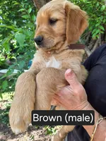 Brown male, a male Golden Retriever for sale in Talent, OR – 1 of 1