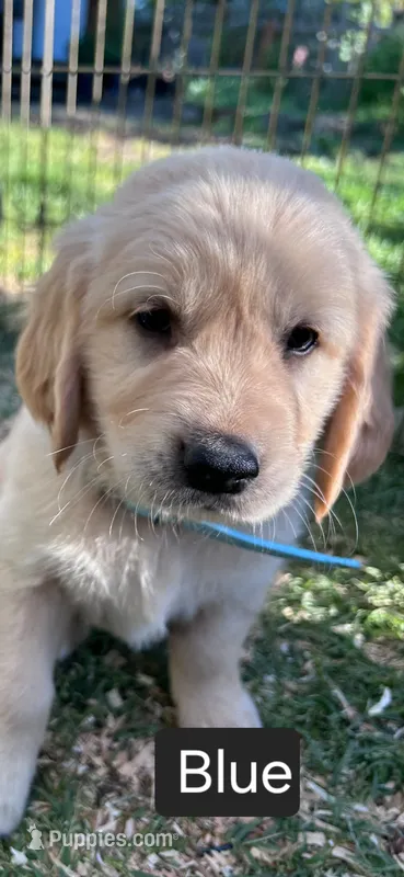 Blue, a female Golden Retriever for sale in Talent, OR – 1 of 1