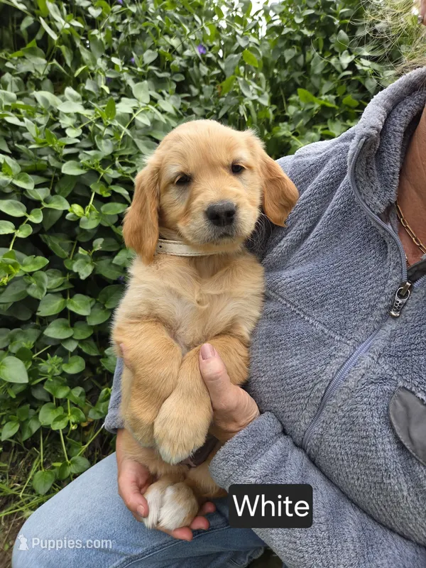 White female – Golden Retriever puppy for sale in Talent, OR