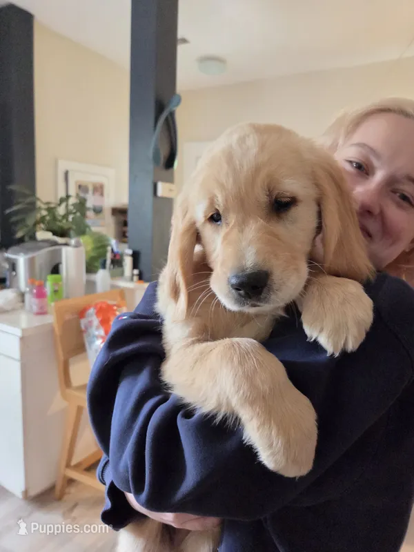 male – Golden Retriever puppy for sale in Talent, OR