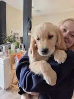 male, a male Golden Retriever for sale in Talent, OR – 1 of 4