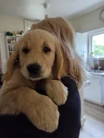 male, a male Golden Retriever for sale in Talent, OR – 3 of 4