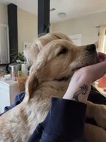 male, a male Golden Retriever for sale in Talent, OR – 2 of 4