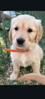 Puppy , a female Golden Retriever for sale in Talent, OR – 4 of 10