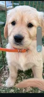 Puppy , a female Golden Retriever for sale in Talent, OR – 6 of 10