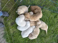 Puppy , a female Golden Retriever for sale in Talent, OR – 10 of 10