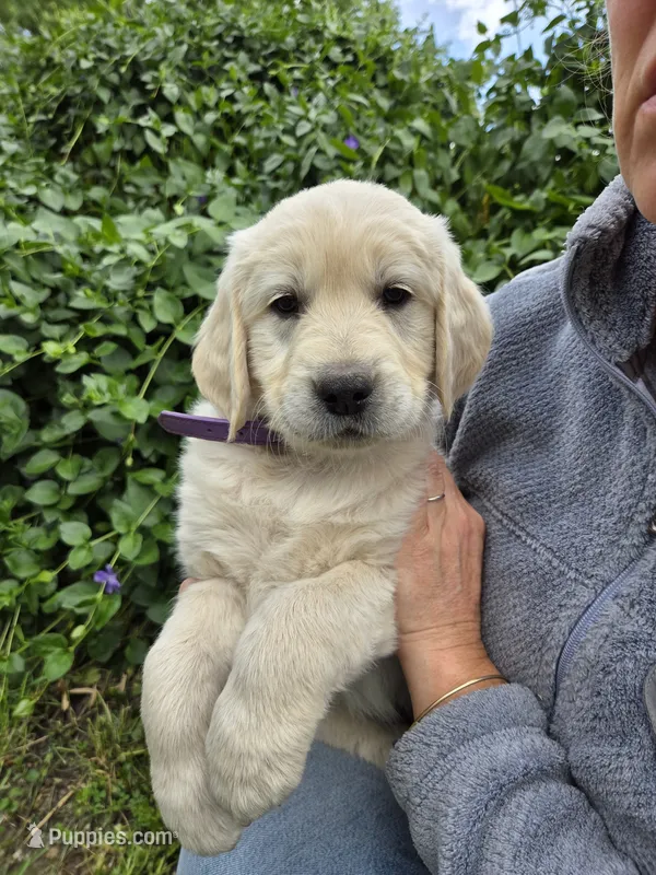 Purple female – Golden Retriever puppy for sale in Talent, OR