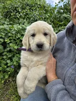 Purple female, a female Golden Retriever for sale in Talent, OR – 1 of 3