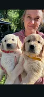 Puppy , a female Golden Retriever for sale in Talent, OR – 3 of 10