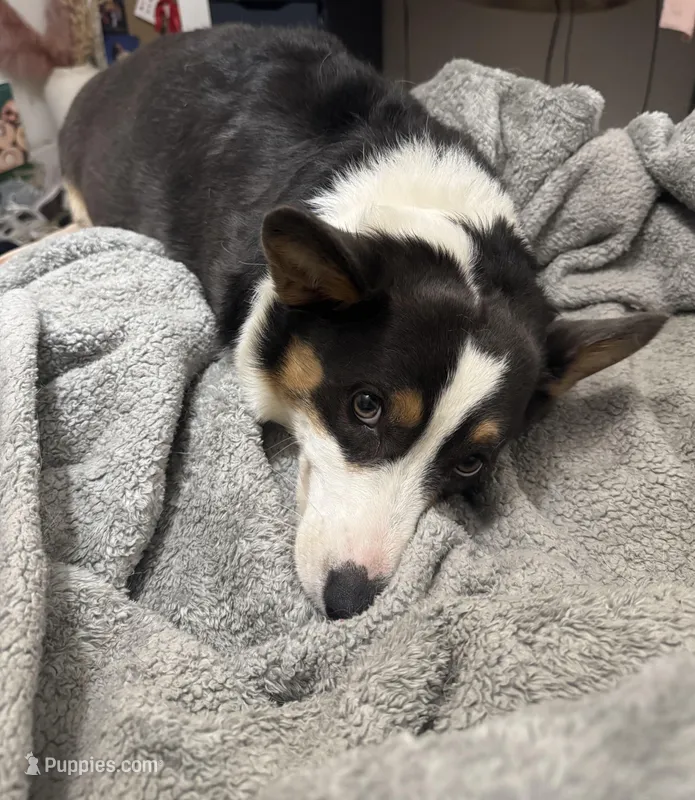 Baker – Pembroke Welsh Corgi puppy for sale in Los Altos, CA