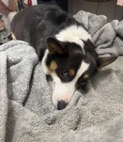 Baker, a male Pembroke Welsh Corgi for sale in Los Altos, CA – 1 of 2