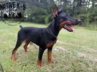 Storm, a female Doberman Pinscher for sale in Atlanta, GA – 1 of 4
