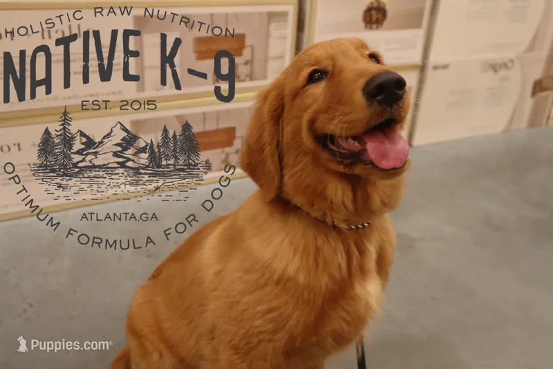 Teddy(Trained) – Golden Retriever puppy for sale in Atlanta, GA