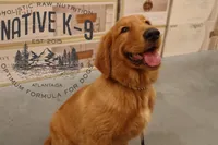Teddy(Trained), a male Golden Retriever for sale in Atlanta, GA – 1 of 9