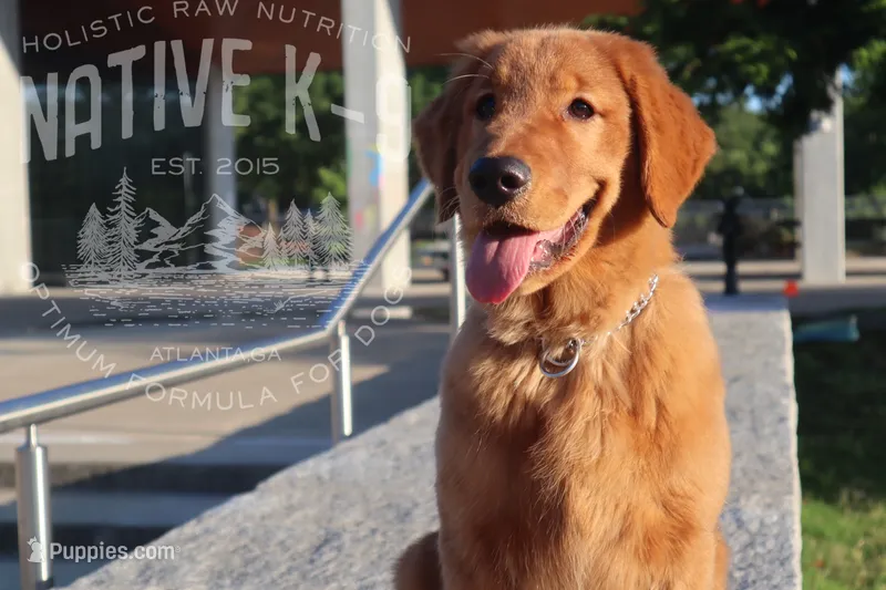 Teddy(Trained) – Golden Retriever puppy for sale in Atlanta, GA