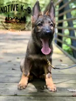 Victor, a male German Shepherd Dog for sale in Atlanta, GA – 2 of 7